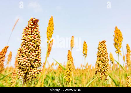 : Campo di impianto di sorgo in Oberbayern, Inn-Salzach, alta Baviera, Bayern, Baviera, Germania Foto Stock