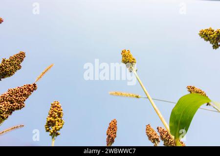 : Campo di impianto di sorgo in Oberbayern, Inn-Salzach, alta Baviera, Bayern, Baviera, Germania Foto Stock