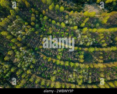 Rimboschimento dopo uso industriale, visto dall'alto Foto Stock