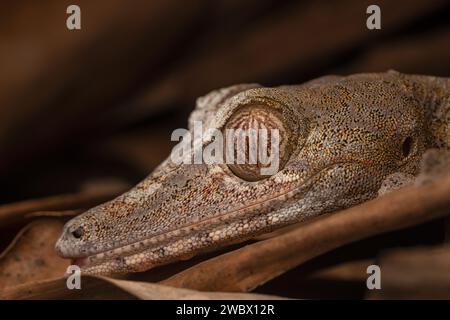 Ritratto ravvicinato di un gigantesco geco dalla coda di foglie del Madagascar Foto Stock