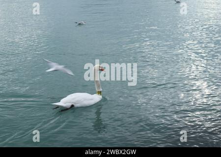 Janvier, 12, 2024. Balatonfüred, Ungheria. Una giornata invernale sulle rive del Lago Balaton. Tramonto, gabbiani, cigni, pista di pattinaggio, statua commemorativa dell'attore István Bujtor, parco intorno al cuore ospedale, paesaggio Credit Ilona Barna, BIPHOTONEWS, Alamy Live News Foto Stock