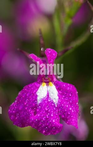 Foto macro di un fiore di lobelia rosa (lobelia erinus) ricoperto di goccioline di rugiada Foto Stock