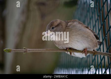 Sparrow si siede su un ramo senza foglie. Sparrow su un ramo in autunno o in inverno Foto Stock