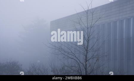 Una tranquilla scena di alberi alti e foglie colorate in mezzo a un vasto campo aperto, avvolto da una nebbia mistica in un giorno di nebbia Foto Stock