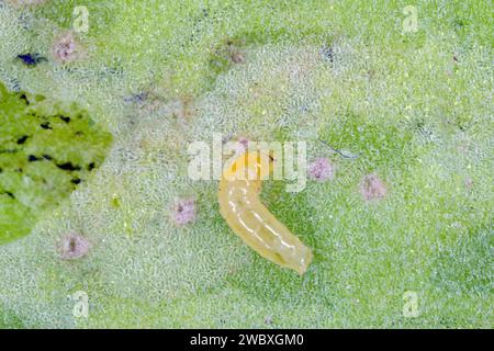 Larva di una mosca della famiglia Agromyzidae, mosche da minatore di foglie, che si nutrono di un cotyledon di barbabietola da zucchero. Foto Stock