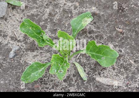 Pianta di barbabietola con tunnel larvali di larve mosche della famiglia Agromyzidae, mosche da minatore di foglie nel cotyledon e foglie di Pegomya betae hyoscyami. Foto Stock