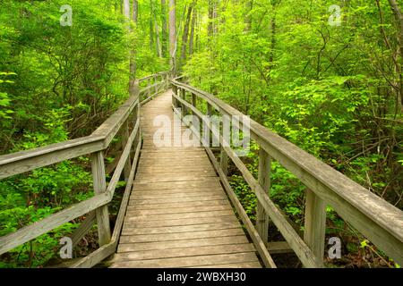 Il Boardwalk trail, grande palude National Wildlife Refuge, New Jersey Foto Stock