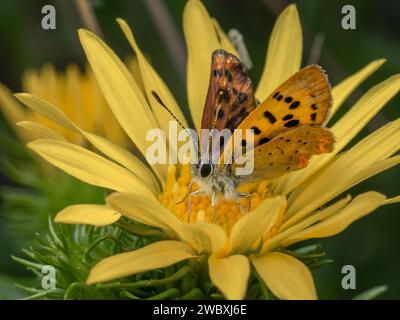 Graziosa farfalla di rame viola (Lycaena helloides) arroccata sul fiore giallo di un gumweed Puget Sound (Grindelia integrifolia) nel Boundary Ba Foto Stock