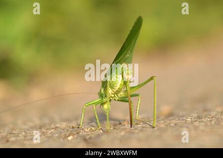 Macro, primo piano di un grande grillo verde (Tettigonia viridissima) uova deposte, uova deposte Foto Stock