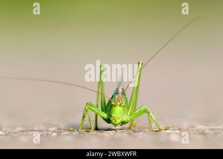 Macro, primo piano di un grande grillo verde (Tettigonia viridissima) seduto sulla strada Foto Stock