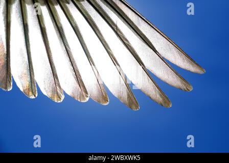 Dettaglio delle piume alari di un piccolo uccello songbird contro il cielo blu in retroilluminazione Foto Stock
