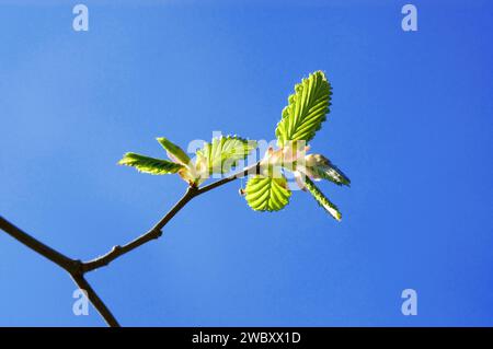 Giovane fogliame fresco in aprile di un carpino (Carpinus betulus) nel cielo blu in primavera Foto Stock