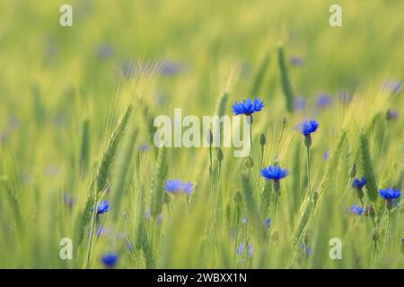 Fiori di mais blu (Centaurea cyanus) in un campo di mais di orzo (Hordeum vulgare) vicino ad Andechs, Baviera, Germania Foto Stock