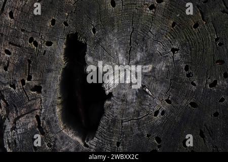 taglio di un vecchio tronco di albero scuro con una cavità e dei fori Foto Stock