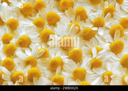 Primo piano delle teste di fiori essiccate della camomilla reale o tedesca (Matricaria chamomilla) Foto Stock