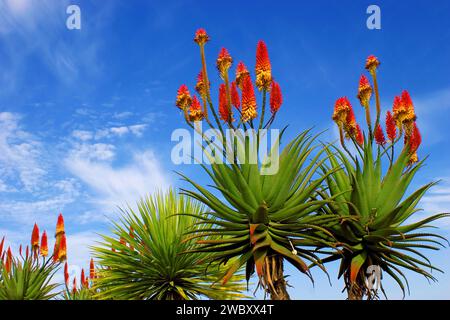 Primo piano dei fiori di Aloe vera (Aloe vera) contro il cielo blu, vicino a Los Canarios, la Palma, Isole Canarie, Spagna Foto Stock