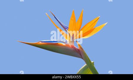 Primo piano di un singolo fiore di un uccello del paradiso (Strelitzia reginae) parete bianca di una casa sullo sfondo, la Palma, Isole Canarie, Spagna Foto Stock