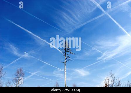 Un pino morto nella Foresta Perlacher, il cielo blu mostra una rete di contraglie, sentieri di condensazione, possibilmente scie chimiche, Monaco, Baviera, Germania Foto Stock