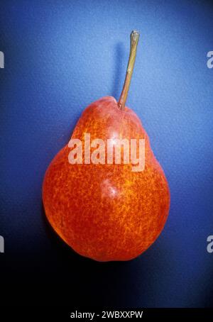 primo piano di arancia e pera rossa (pyrus) su sfondo blu, illuminato dall'interno e dall'esterno Foto Stock