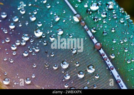 primo piano di una piuma di uccello verde con piccole gocce d'acqua Foto Stock