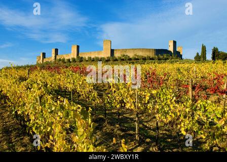 Vigneto in autunno, autunno, con foglie gialle e rosse, Castello Fortezza di Monteriggioni, Toscana, Italia Foto Stock
