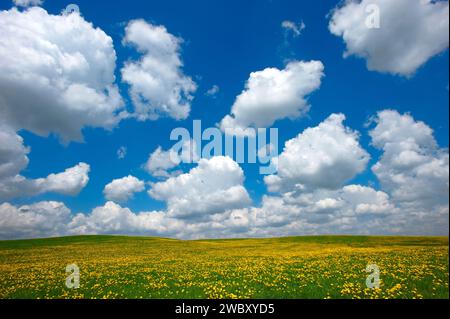 Prato fiorito con tarassaco (Taraxacum Officinale) e cielo blu con nuvole bianche cumulus humilis nei pressi di Wolfratshausen, Baviera, Germania Foto Stock