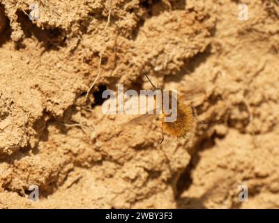 La volata occidentale delle api (Bombylius canescens) scarseggia a livello nazionale nel Regno Unito, che si libra vicino alle tane di api ospiti del solco in una scogliera costiera sabbiosa, Cornovaglia, Regno Unito Foto Stock