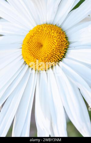 Primo piano del centro giallo di una margherita contenente minuscoli fiori tubolari chiamati florets a disco (o disco), circondati da florets a raggi bianchi simili a petali. Foto Stock