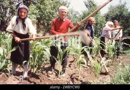 Contea di Vrancea, Romania, circa 1995. Gruppo di contadini che erbaccia un appezzamento di terreno coltivato. Foto Stock