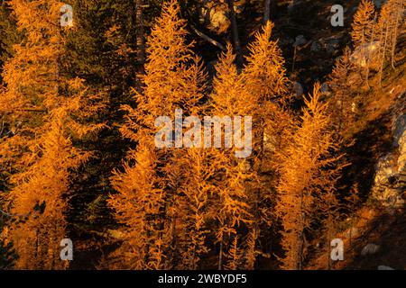 WA23789-00...WASHINGTON - Larch Trees su una collina vicino al lago Cooney nelle North Cascades; Okanogan National Forest. Foto Stock