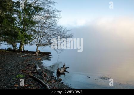 WA23913-00...WASHINGTON - Una mattinata nebbiosa lungo il lago Crescent Lakeshore vicino alla stazione Storm King Ranger. Foto Stock