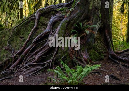 WA23930-00...WASHINGTON - grande albero di cedro rosso occidentale che cresce sulla cima di un grande masso e lo estende fino a raggiungere il terreno sottostante. Foto Stock