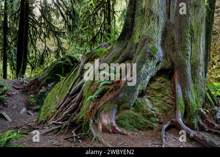 WA23932-00...WASHINGTON - grandi alberi di cedro rosso occidentale che crescono sulla cima di un grande masso e che estendono le loro radici fino a raggiungere il terreno sottostante. Foto Stock