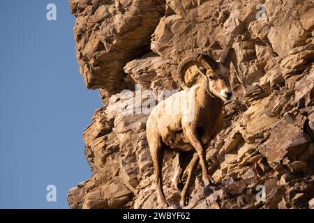 Bighorn Sheep su una ripida collina Foto Stock