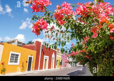 Merida Mexico, centro storico, quartiere storico centrale, Calle 64A, residenze residenziali preservate, architettura, colorata, bougainville fiorente Foto Stock