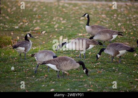 Lake Merritt Colonnade Oakland California Foto Stock