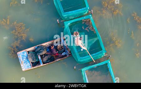 SUQIAN, CINA - 13 GENNAIO 2024 - i granchi vengono catturati dagli agricoltori e venduti al mercato in uno stagno ecologico a Suqian, nella provincia di Jiangsu della Cina orientale, Foto Stock