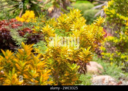 Pianta di Croton che cresce in Africa, decorativa per giardini e parchi Foto Stock