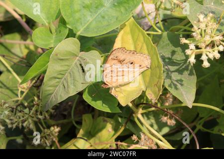 Farfalla sul fiore. Foto Stock