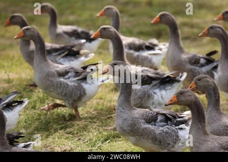 Le famose oche del Périgord in un campo di noci. Agricoltura, allevamento di oche, gastronomia e turismo verde. Périgord, Dordogna, Francia, Europa. P Foto Stock