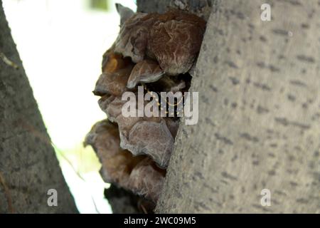 Fungo orecchie di gelatina (Auricularia auricula-judae) che ripara millipede maculato di giallo (Harpaphe haydeniana) : (pix Sanjiv Shukla) Foto Stock