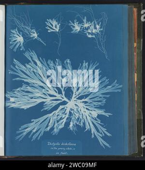 Dictyota dichotoma / in the Young state, & / in Fruit, Anna Atkins, c. 1843 - c. 1853 Fotografia Regno Unito Photographic support cyanotype algae, alghe marine Foto Stock