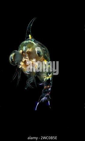 Crab zoea Foto Stock