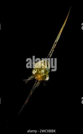 Crab zoea Foto Stock
