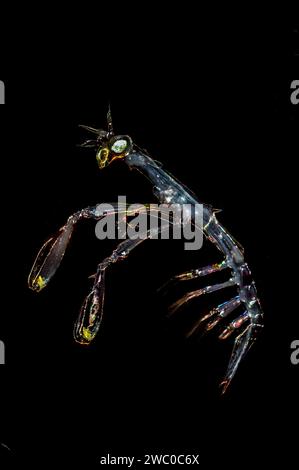 Mantis Shrimp Larvae Foto Stock