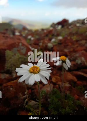 Delicati fiori bianchi emergono dalle fessure delle rocce intemprate Foto Stock