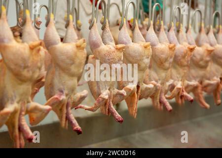 nastro trasportatore di macello di pollo con ganci all'interno , polli appena tagliati appesi Foto Stock