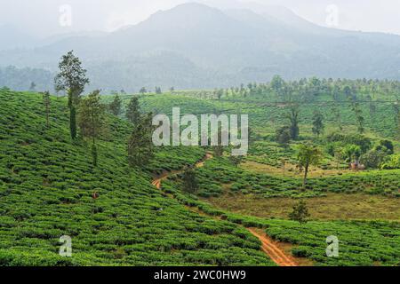 Piantagione di tè, Wayanad Foto Stock