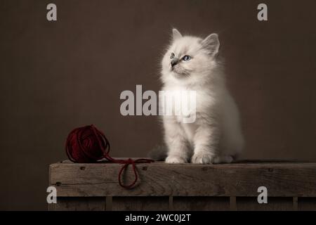 Soffice gatto ragdoll seduto su una cassa di legno con una palla di lana in un classico ambiente naturale che guarda lontano Foto Stock