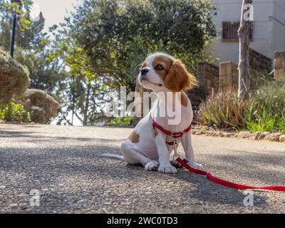 Bel cane all'aperto - cucciolo di razza Cavalier King Charles spaniel Foto Stock